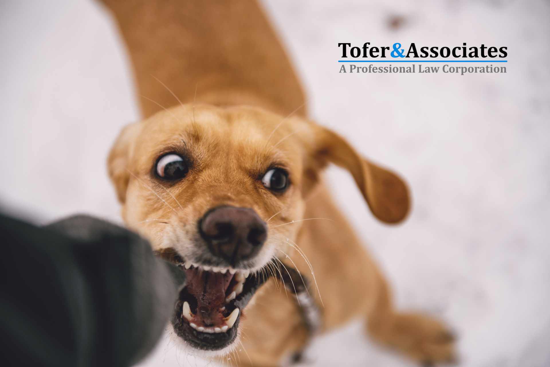 California Dog Bite Law: Your Guide to Rights and Responsabilities