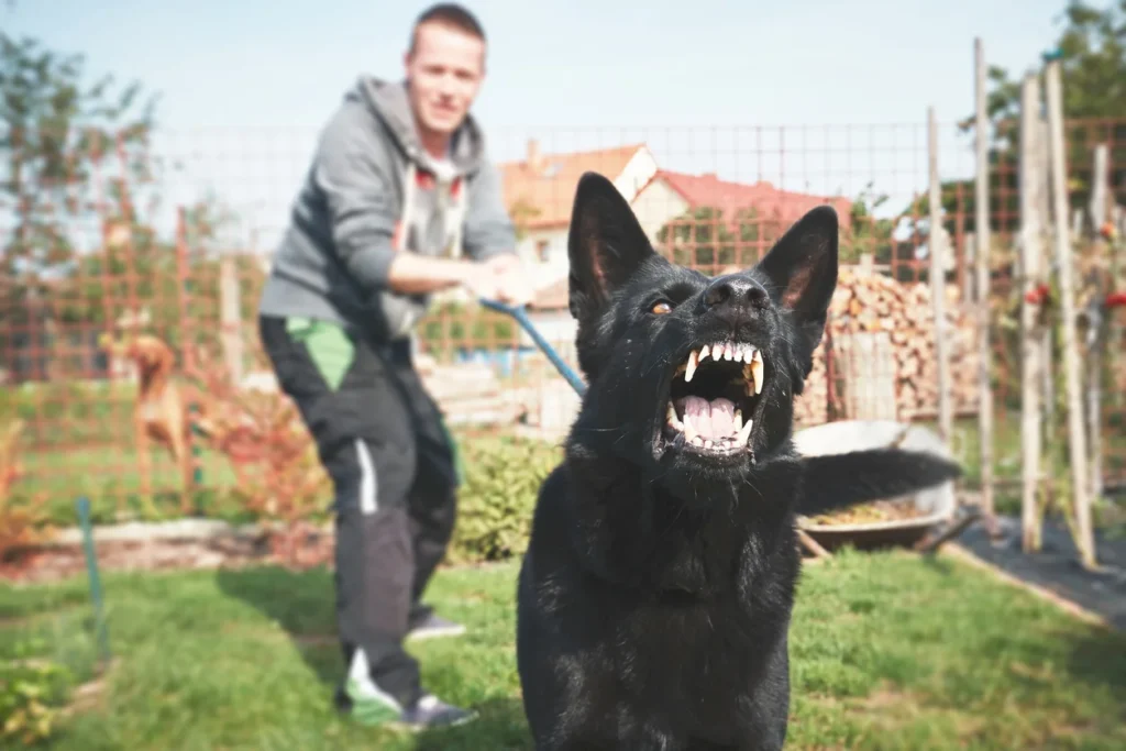 Fierce black dog is barking with its mouth open, showcasing sharp teeth, set against a green lawn and a blurred background.