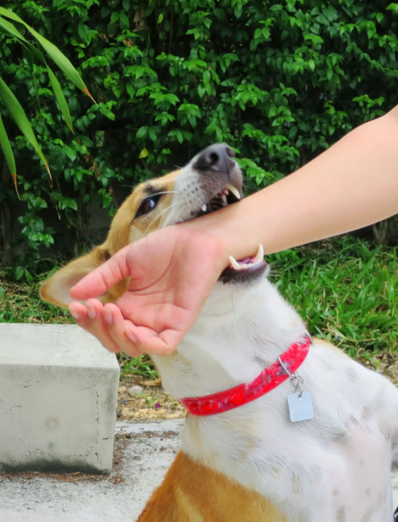 Dog biting a hand