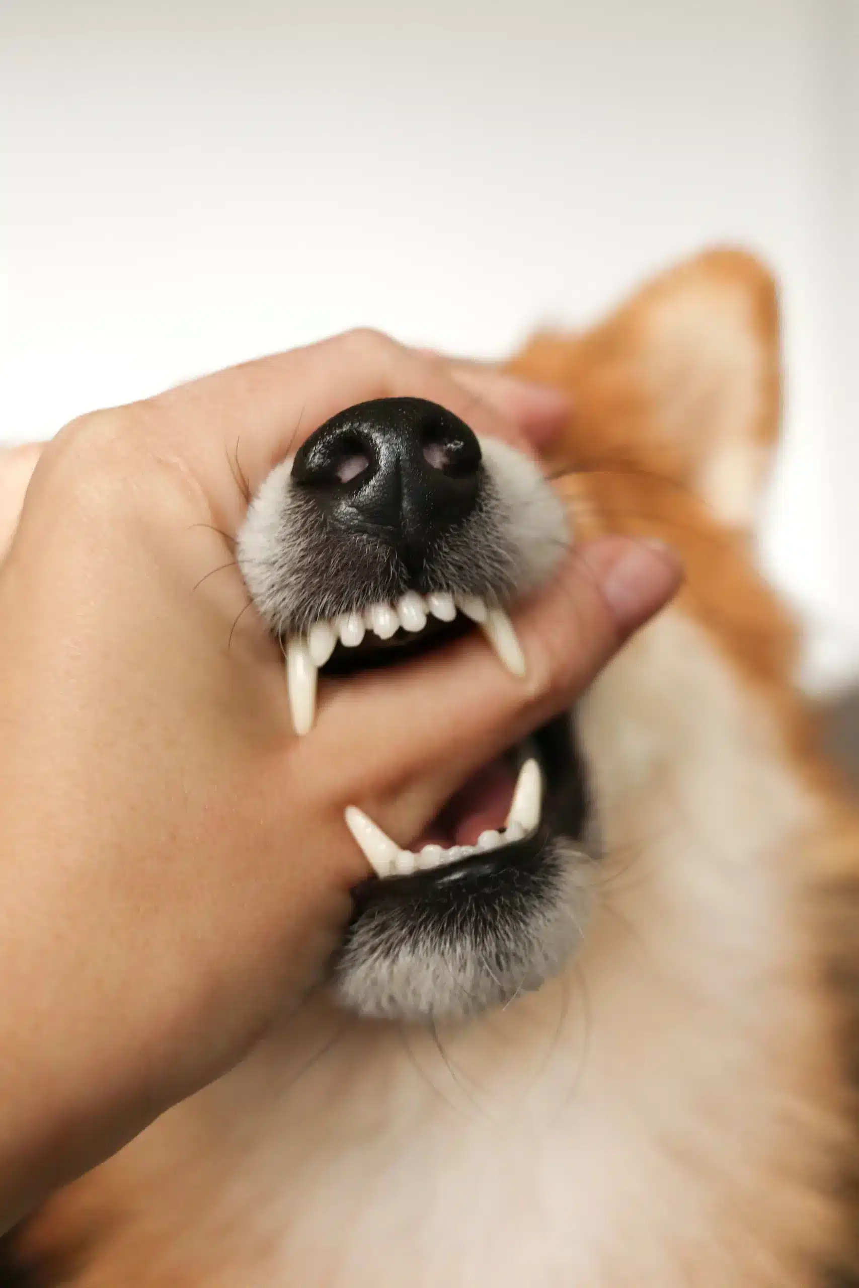 Dog Bite